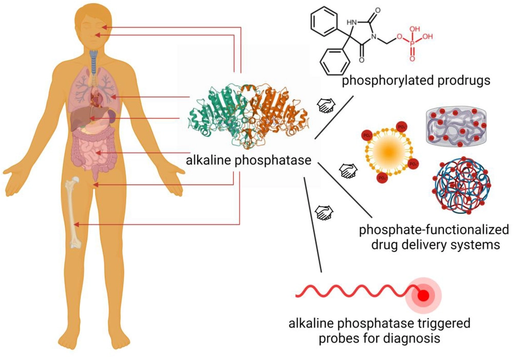 Alkaline Phosphatase ALP
