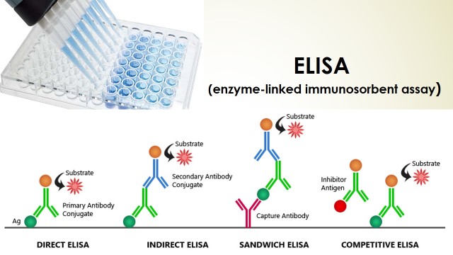 Enzyme Linked Immunosorbent Assay