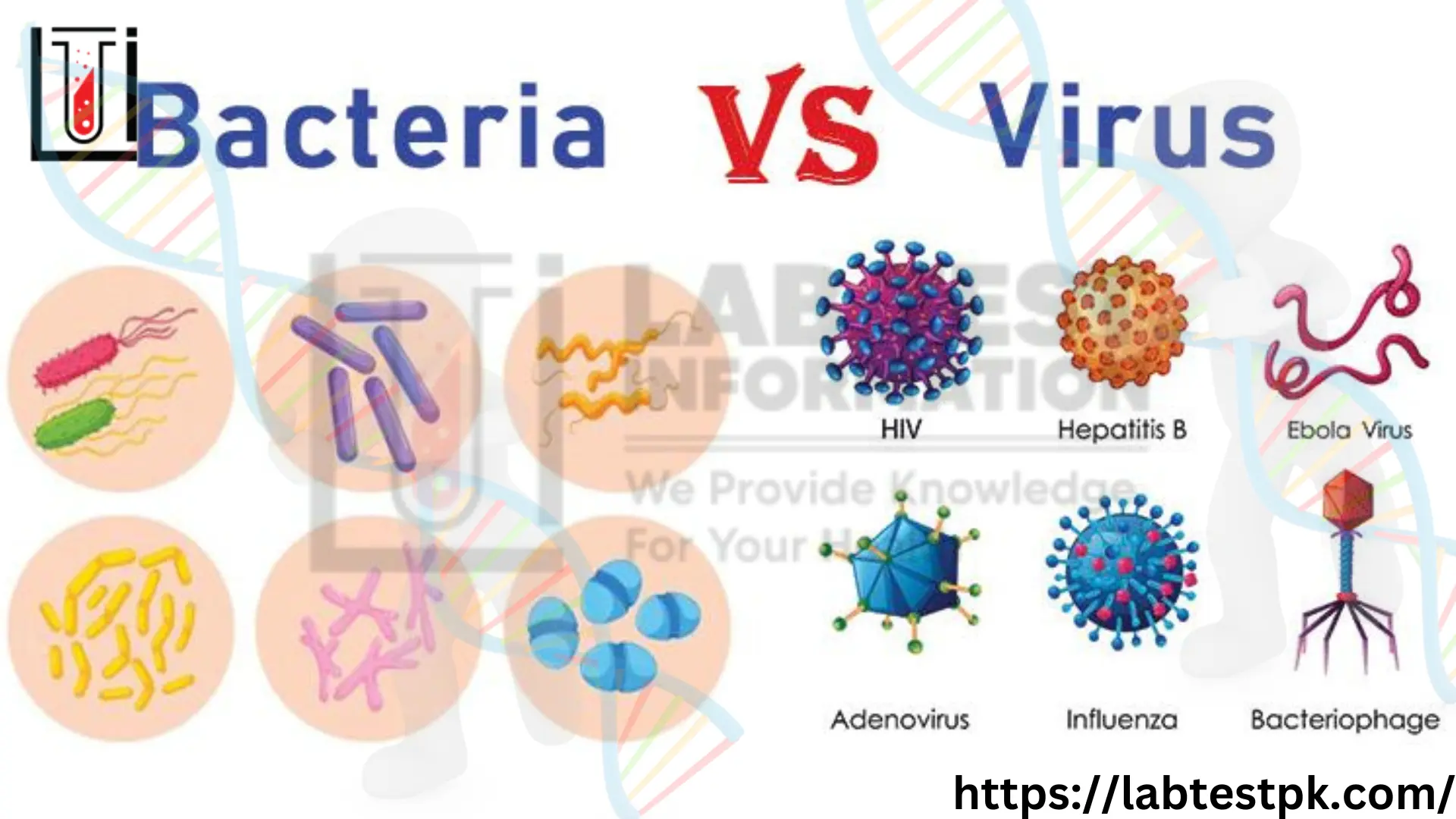 Bacteria and Virus Difference