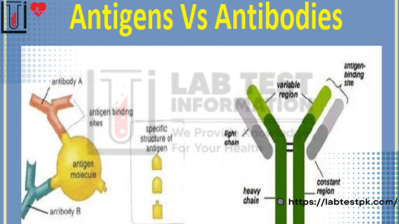 Antigen Vs Antibody Difference