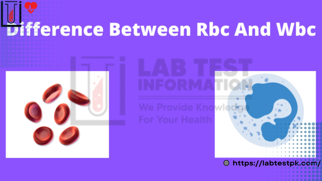 RBC and WBC Difference